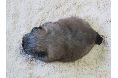 成約済の山口県のペキニーズ-127335の2枚目